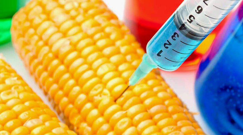  SCJN niega amparo a Monsanto; no podrá sembrar maíz transgénico en México