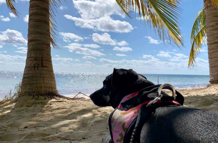  Lleva a tu perrijo a Playa Coral, el arenal pet friendly de Cancún