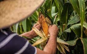  Advierten escases y encarecimiento del maíz en Q. Roo
