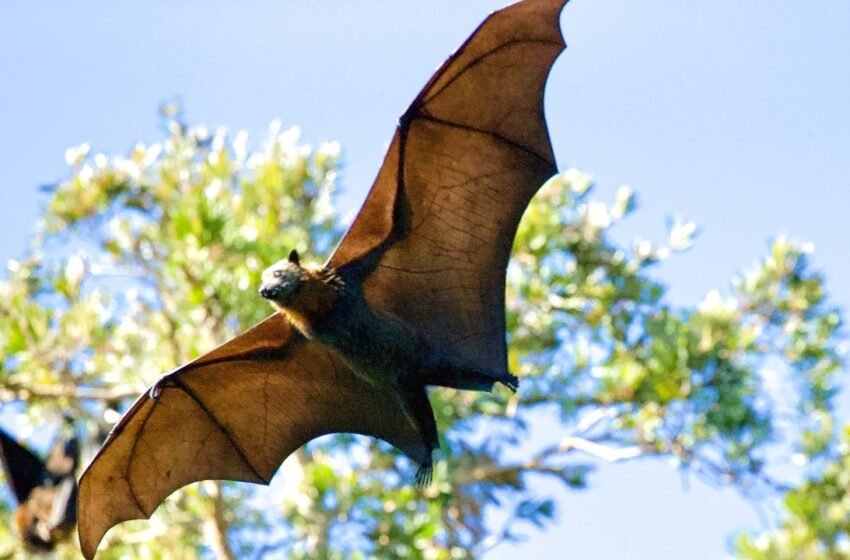  ¿Banxico planea imprimir billete de 2 mil pesos con diseño de murciélago?