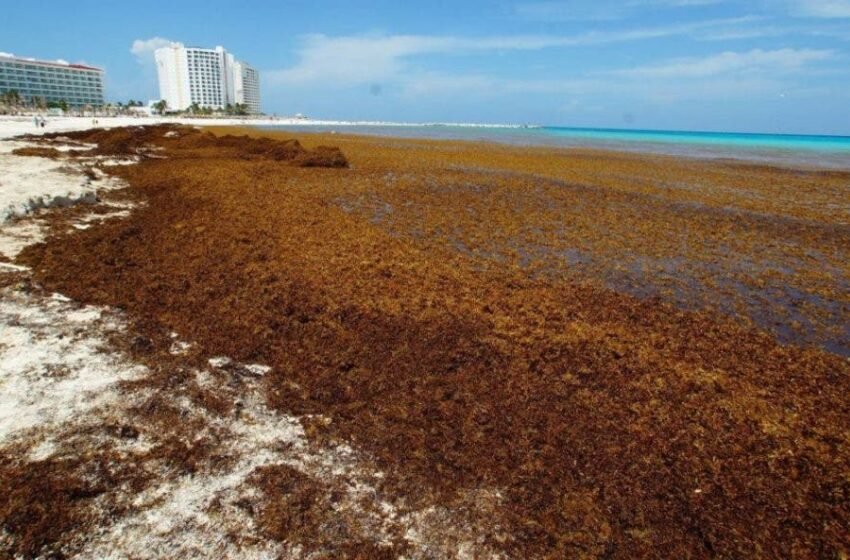  El sargazo ya se encuentra en algunas playas de Quintana Roo