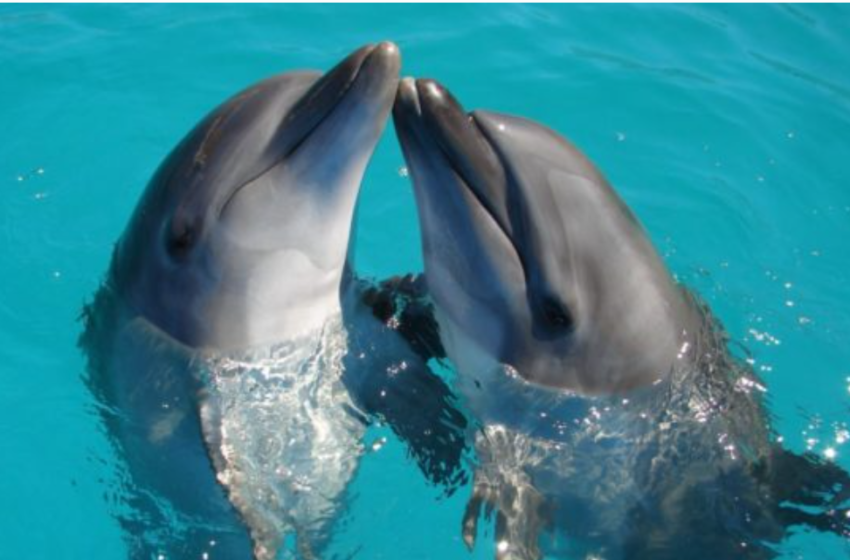 Diputados prohiben espectáculos fijos e itinerantes con delfines y otros mamíferos marinos
