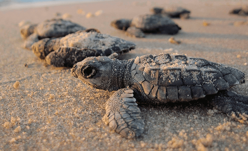  Casi un millón de crías de tortuga fueron liberadas en Cancún en 2022