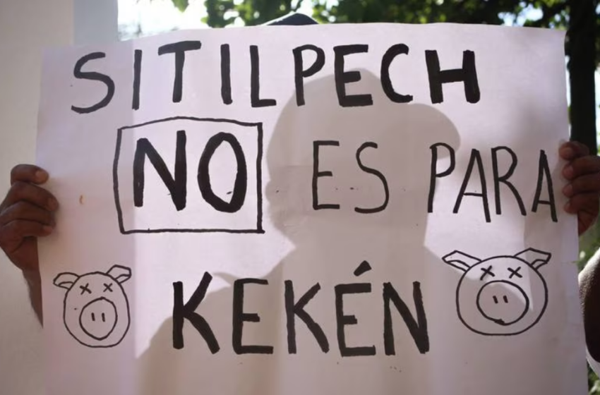  Protestas en Yucatán por granjas porcinas de Kekén: Detienen a 4 personas en Sitilpech