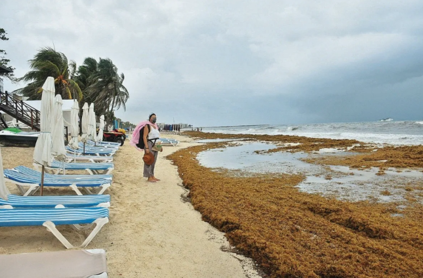  Congreso de Quintana Roo pedirá recursos del Fonden para atender arribo de sargazo