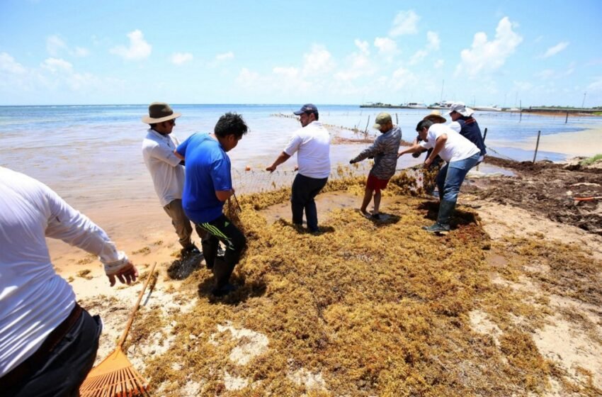 Sargazo: qué es la masa de 9,000 kilómetros de largo que inunda las playas en el Caribe