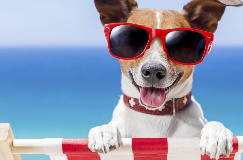  Vacaciones con perro en Cancún: los hoteles más baratos y pet friendly
