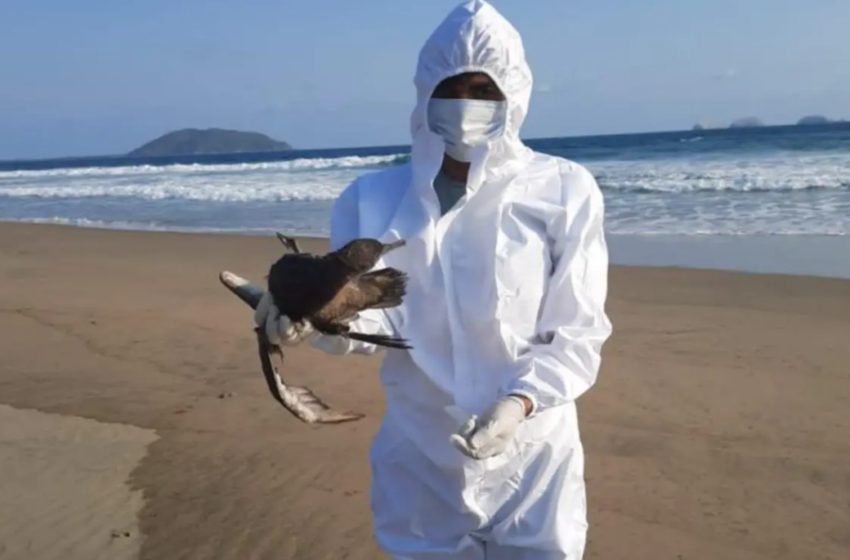  Ola de calor provoca alta mortandad de aves en el Pacífico Mexicano: Semarnat