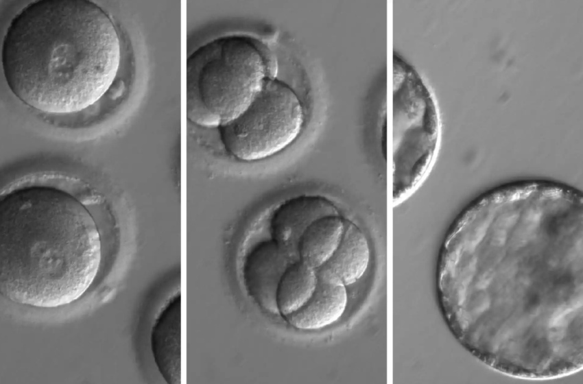  Científicos anuncian que crearon modelos de embriones humanos sintéticos: no usaron óvulos ni esperma