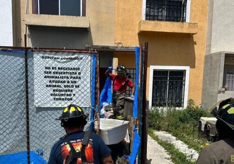  Hallan 23 perros muertos en casa de Cancún