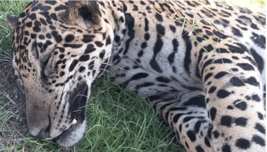  Atropellan a jaguar en la carretera Cancún-Chetumal en Quintana Roo; intentaron robarse el cuerpo