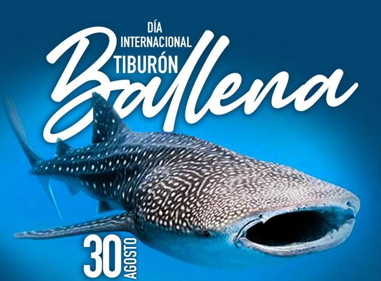  30 de agosto: Día Internacional del Tiburón Ballena