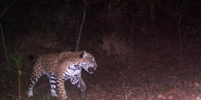  Jaguar aparece en zona de obras del Tren Maya en Quintana Roo