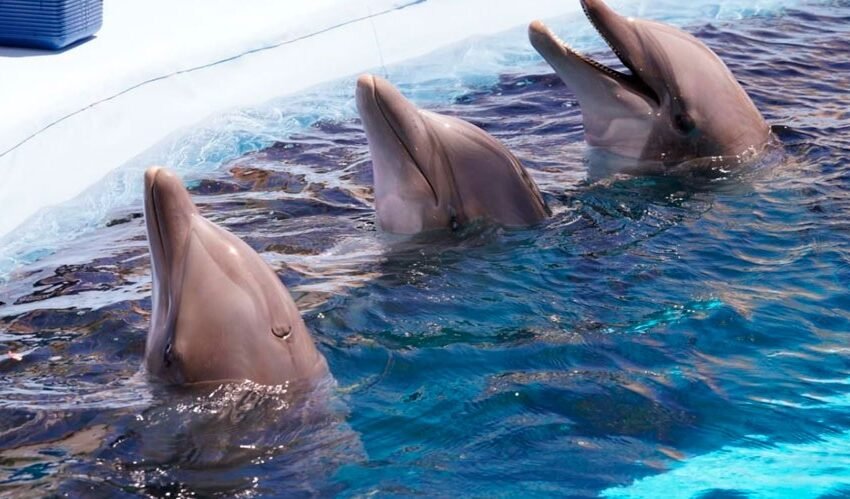  Senado analiza reforma que prohibiría espectáculos con delfines y focas