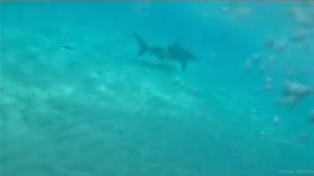  Tiburón toro a pocos metros de bañistas en playa Chacmol de Cancún