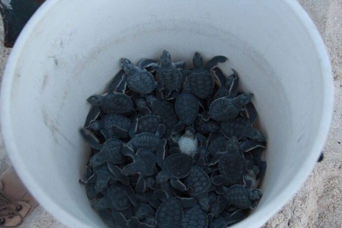  Cancún libera más de medio millón de crías de tortuga