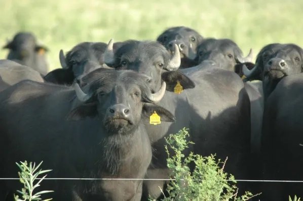 La crianza de búfalos es una alternativa viable para los productores ganaderos de Bacalar