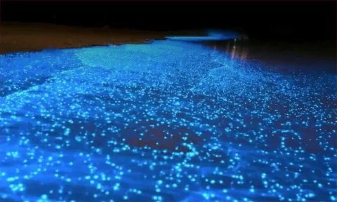  Bioluminiscencia en Holbox; cómo y cuándo disfrutarla