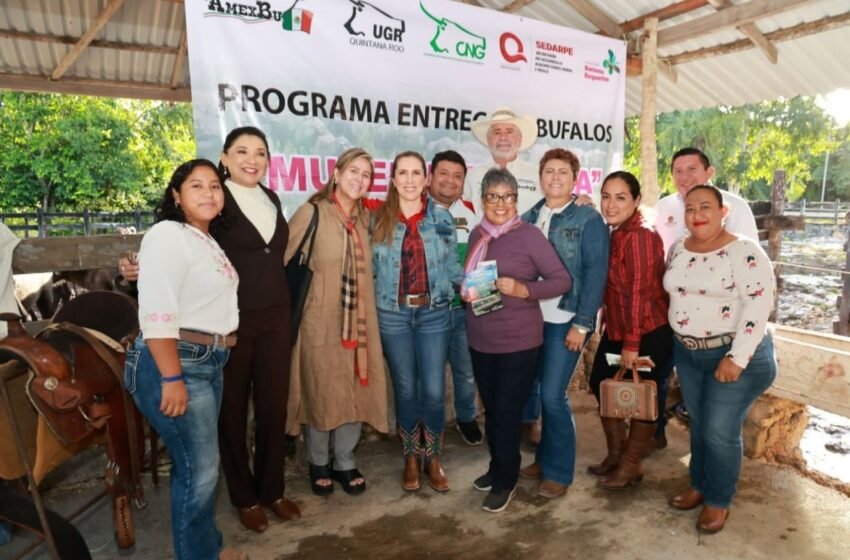 Impulsan la crianza de búfalos en la Zona Continental de Isla Mujeres