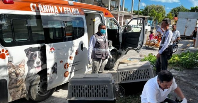  Presunta mujer envenena a siete perros callejeros en Cancún