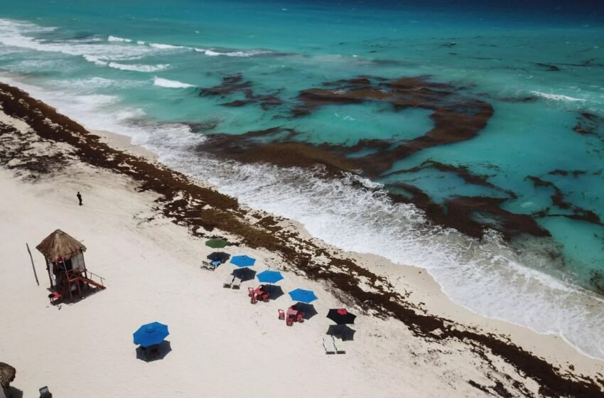  ¿Habrá mucho sargazo en Cancún y Playa del Carmen en 2024?