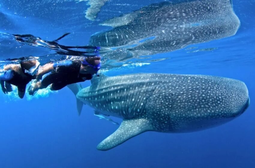  Cuatro razones para vivir el nado con el tiburón ballena en Holbox
