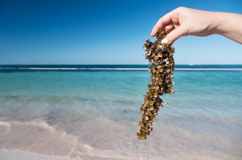 Las autoridades de Quintana Roo están comprometidas con mantener las playas limpias y libres de sargazo para garantizar la salud del ecosistema y la satisfacción de los turistas.