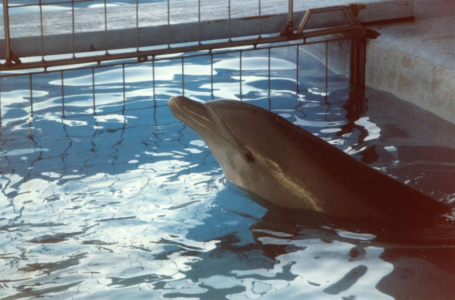 Cancún se une al clamor mundial por la libertad de los delfines