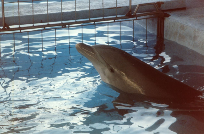  Cancún se une al clamor mundial por la libertad de los delfines