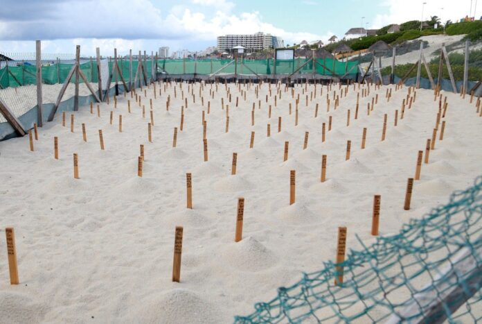  Preparativos para la temporada de anidación de tortugas marinas en Cancún: Proyectan 9 Mil Nidos