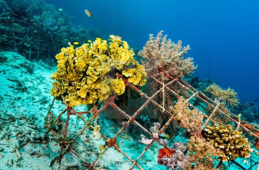 En Cancún, Quintana Roo, se llevará a cabo el hundimiento de tres nuevas estructuras de arrecifes artificiales en la zona de El Meco, cerca de Punta Sam.