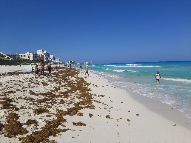 Las costas de Quintana Roo, y en particular las playas de Cancún, enfrentarán un aumento significativo en la llegada de sargazo durante las próximas semanas, de mayo a agosto.