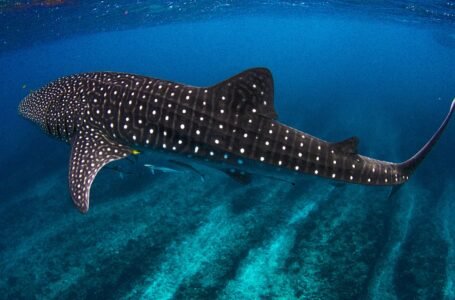 Mal Tiempo en Cancún Retrasa el Inicio de los Tours de Avistamiento del Tiburón Ballena