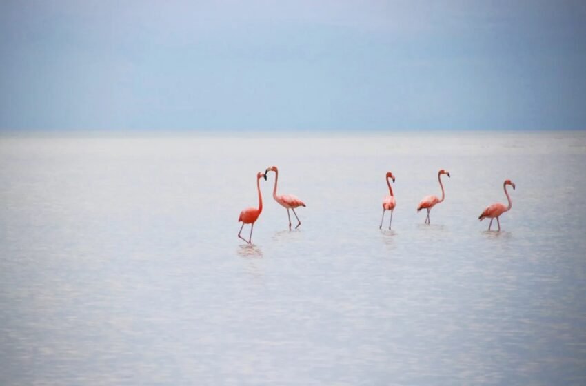  Ya no más perros y gatos en la isla de Holbox: buscan proteger a flamingos