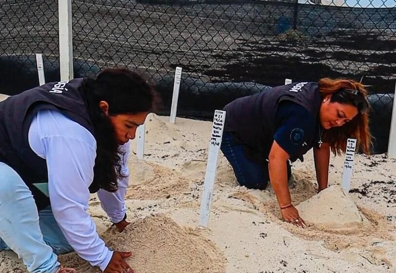 El Ayuntamiento de Benito Juárez, junto con la Dirección General de Ecología, reafirma su compromiso con la protección de las tortugas marinas.