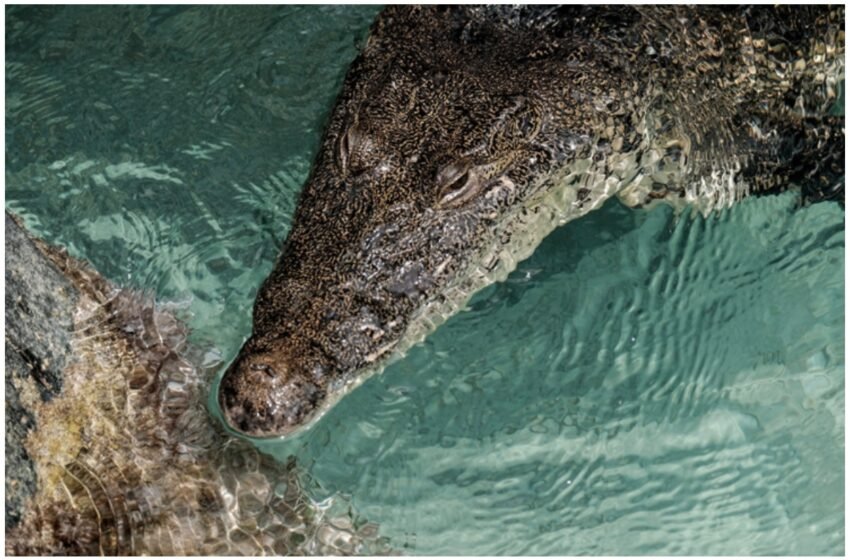  Aumentan los Avistamientos de Cocodrilos en Cancún tras el Huracán «Beryl»