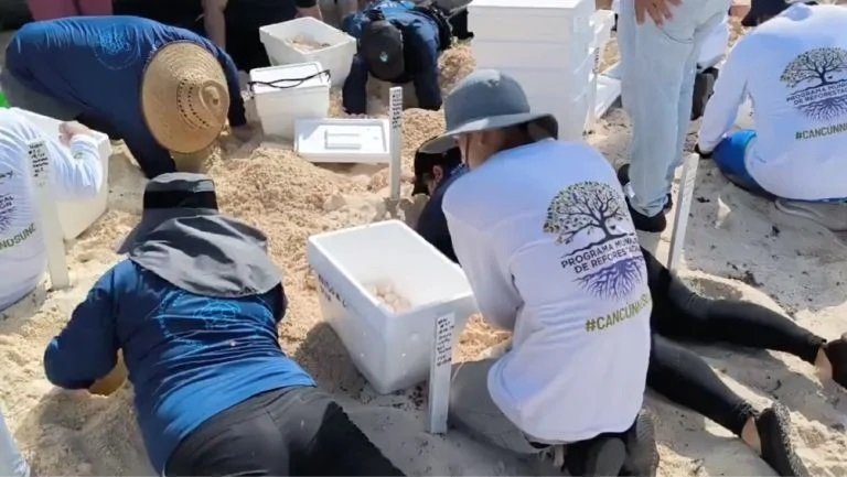  Miles de Huevos de Tortuga Son Evacuados de Cancún Ante el Arribo del Huracán “Beryl”