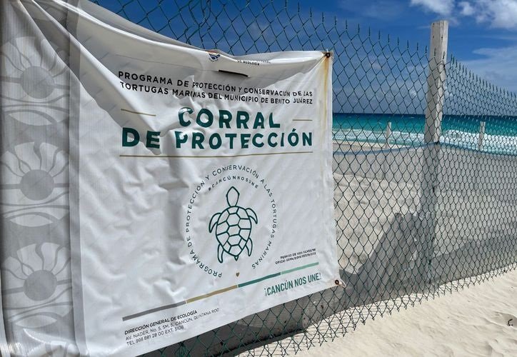 El esfuerzo continuo en la protección y conservación de las tortugas marinas subraya el compromiso de Cancún con la preservación de su biodiversidad marina.