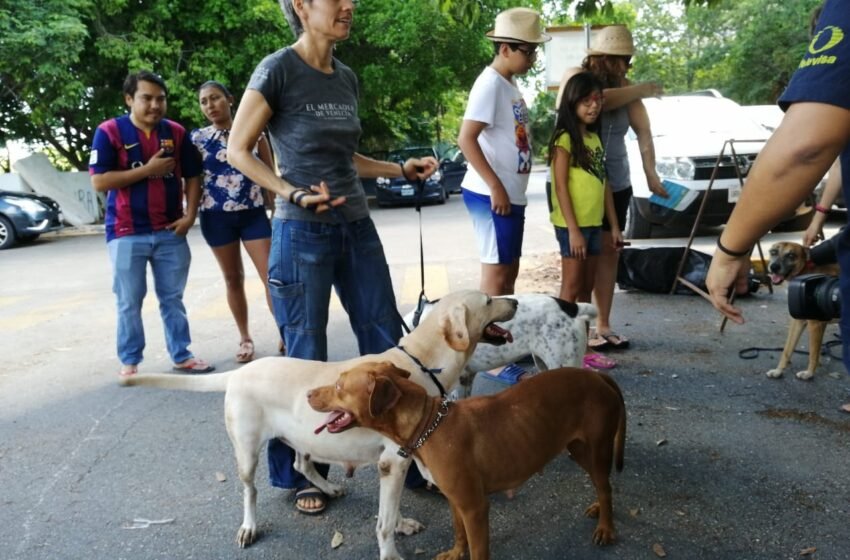 En Cancún, los propietarios de mascotas que no hayan registrado a sus animales en el Registro Municipal de Mascotas enfrentan sanciones de más de mil pesos.