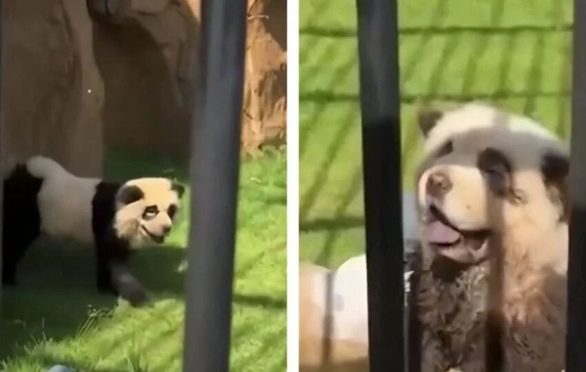  Zoológico en China Admite Haber Pintado Perros Como Pandas: Visitantes Exigen Reembolso