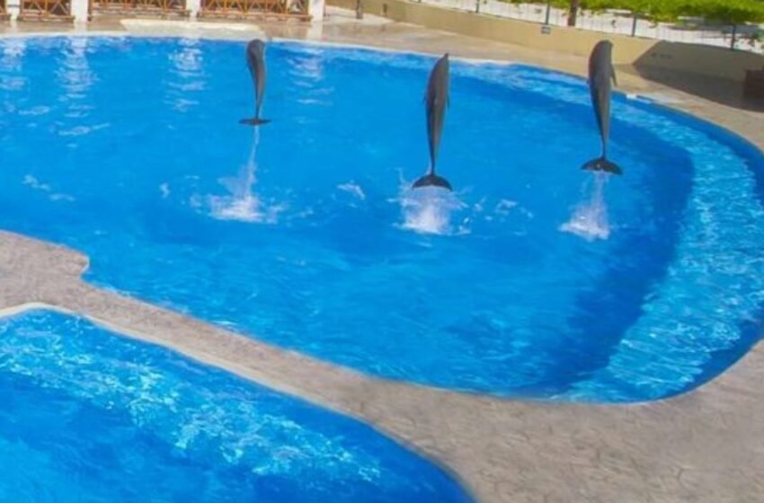  Denuncian maltrato y muertes de delfines en delfinario de la Riviera Maya: Activistas exigen cierre